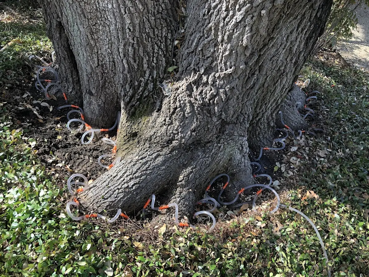 Detailed Tree Cabling and Bracing job site in Beaufort