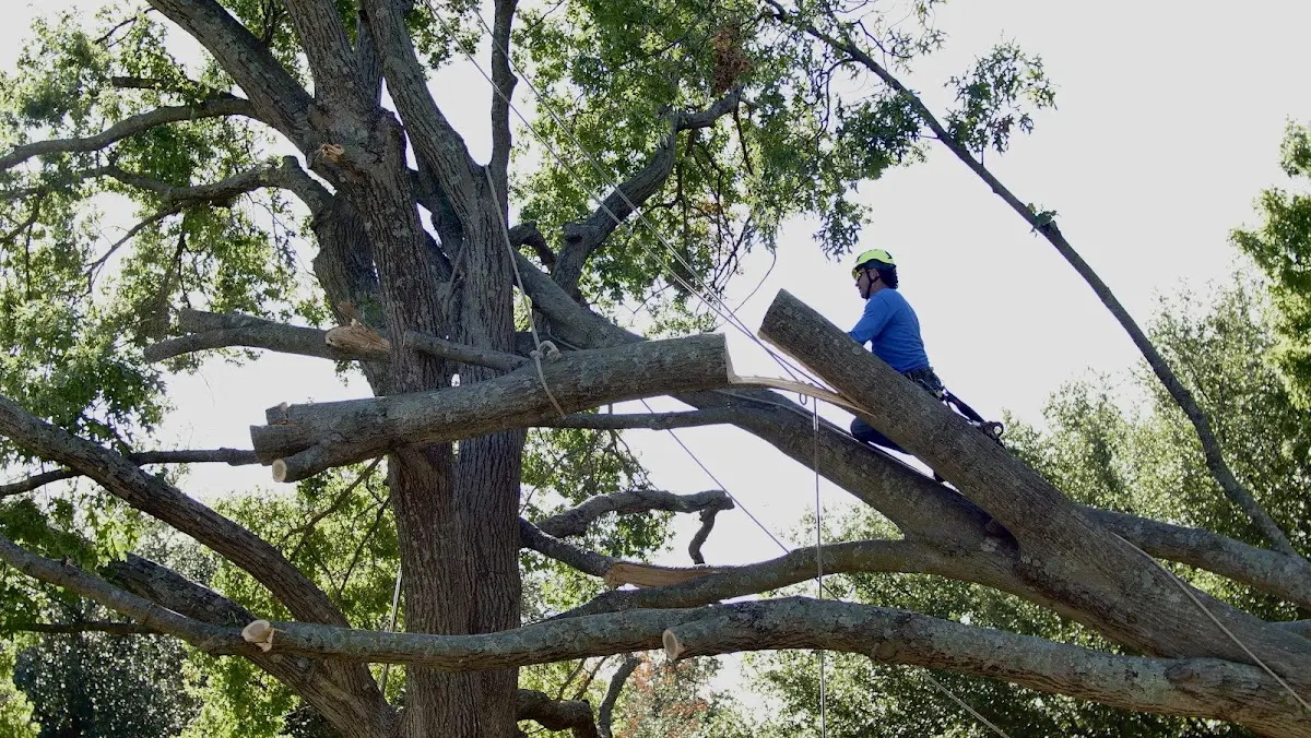 Professional Hazardous Tree Removal performed by certified arborists in Beaufort