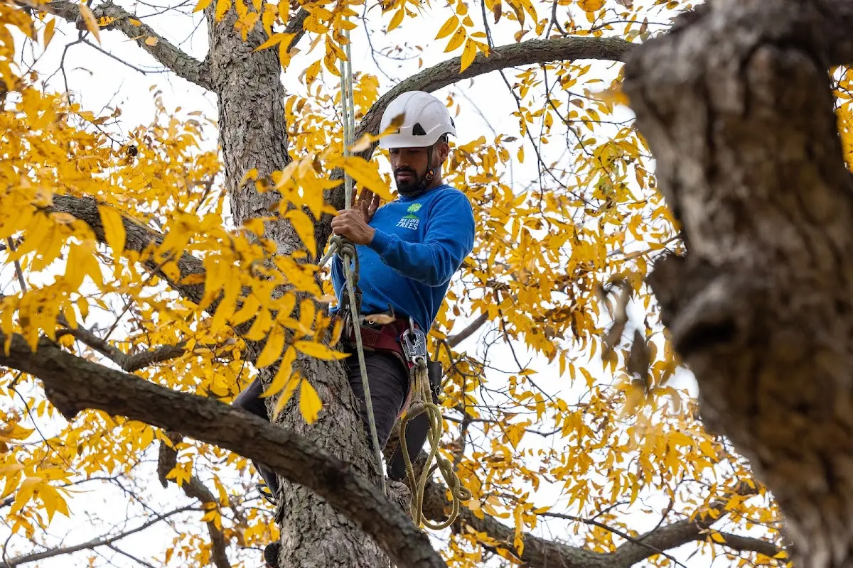 Skilled Tree Trimming crew working in Beaufort
